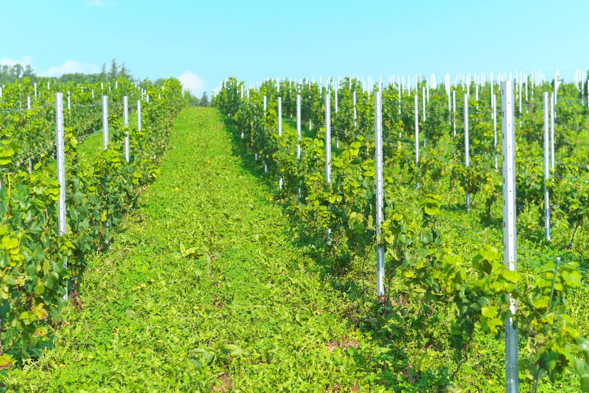 Winery Hotel And Condominium Hitohana NakaNakafurano Εξωτερικό φωτογραφία